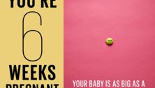 Your pregnancy: 6 weeks