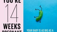 Your pregnancy: 14 weeks