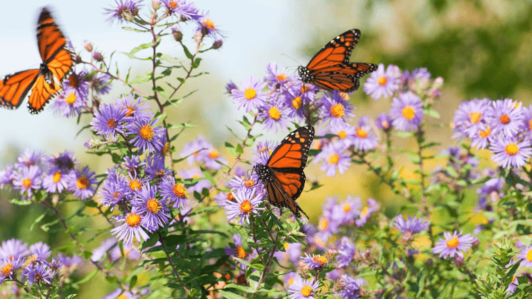 close up photo of monarch butterflies on purple flowers