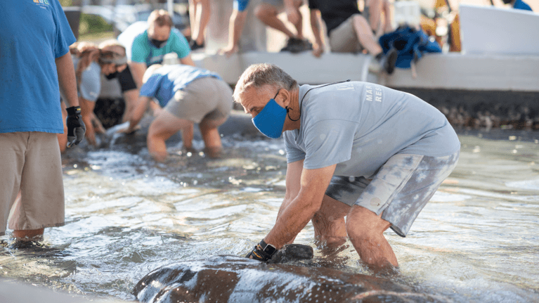Photo of a man releasing a manatee at Jacksonville Zoo and Gardens